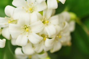 Honeysuckle Jasmine soy candle and wax melts by Mam Jam’s Candle Company, detail image 3