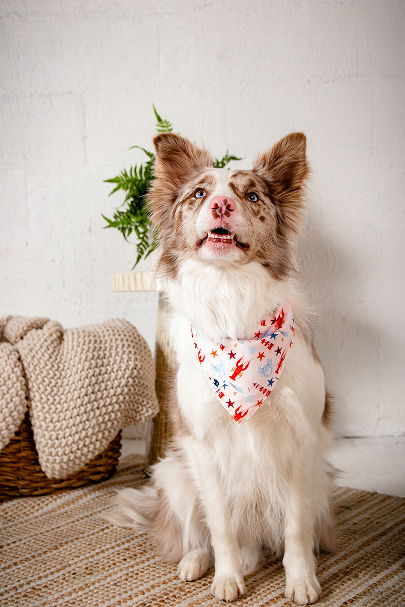 Coastal Charm Dog Bandana detail view by Dog Bandana Co.