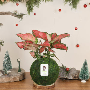 Aglaonema Pink | Moss Ball Kokedamas detail view by Kazumi Garden