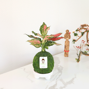 Aglaonema Pink | Moss Ball Kokedamas by Kazumi Garden
