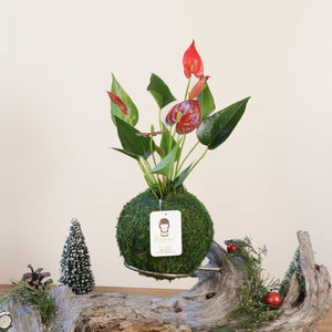 Anthurium | Moss Ball Kokedamas detail view by Kazumi Garden