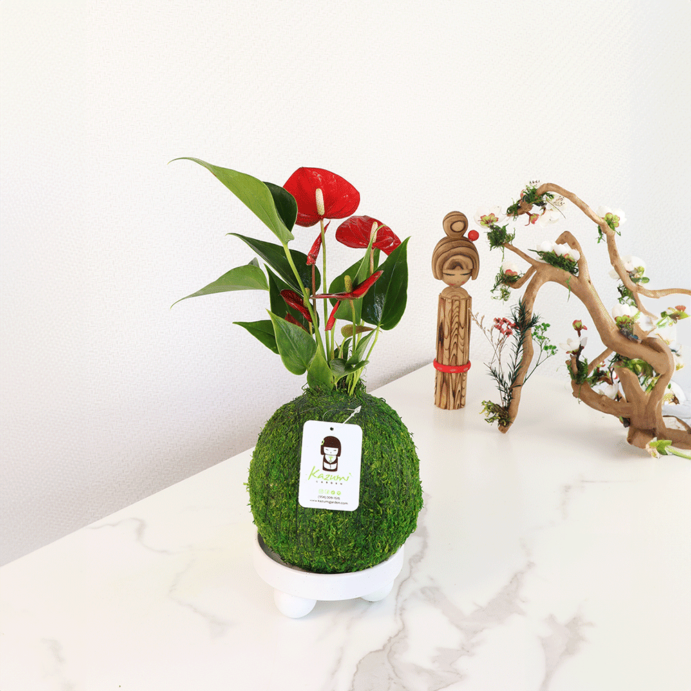 Anthurium | Moss Ball Kokedamas by Kazumi Garden