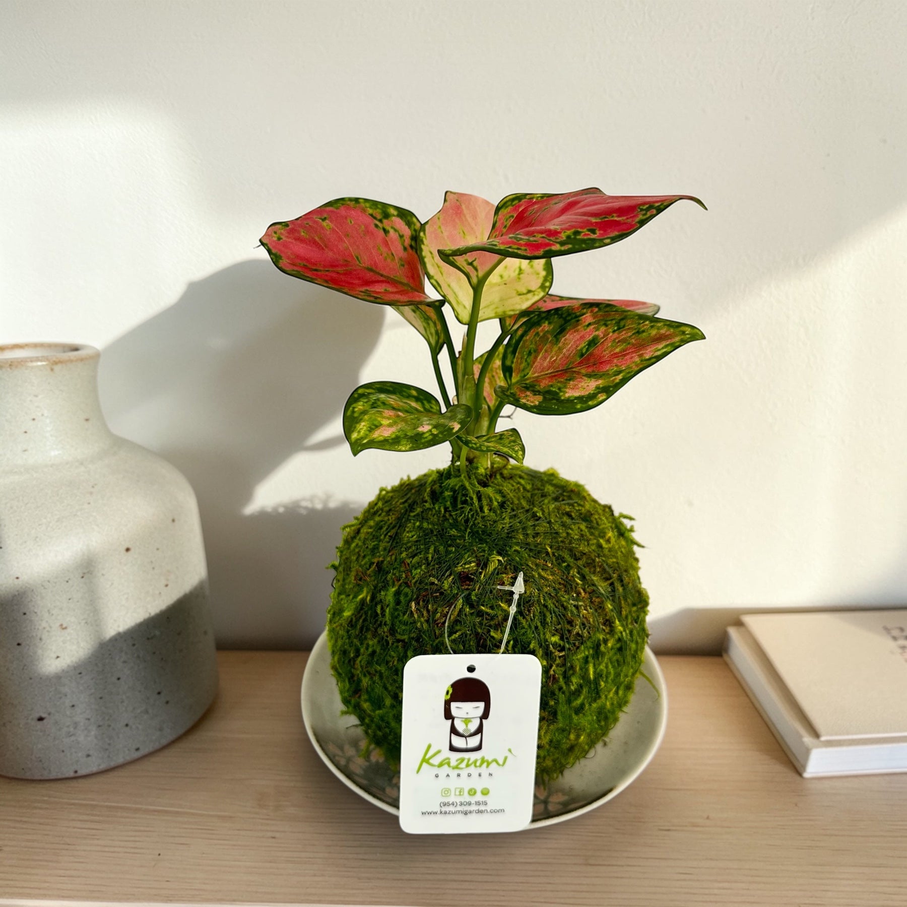 Aglaonema Pink | Moss Ball Kokedamas detail view by Kazumi Garden