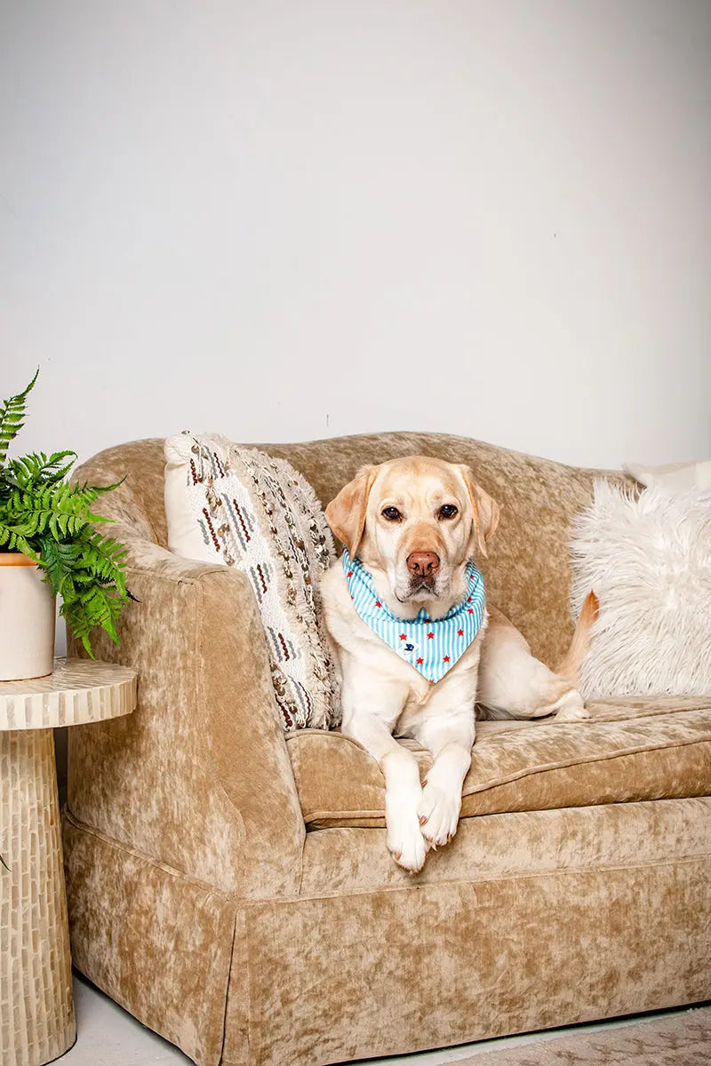 American Summer Dog Bandana by Dog Bandana Co., pet accessory detail photo 4