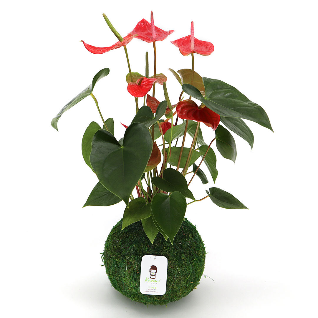 Anthurium | Moss Ball Kokedamas detail view by Kazumi Garden