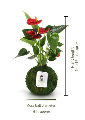 Anthurium | Moss Ball Kokedamas detail view by Kazumi Garden