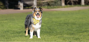 Bees & Daisy Dog Bandana by Dog Bandana Co., original artwork detail photo 5