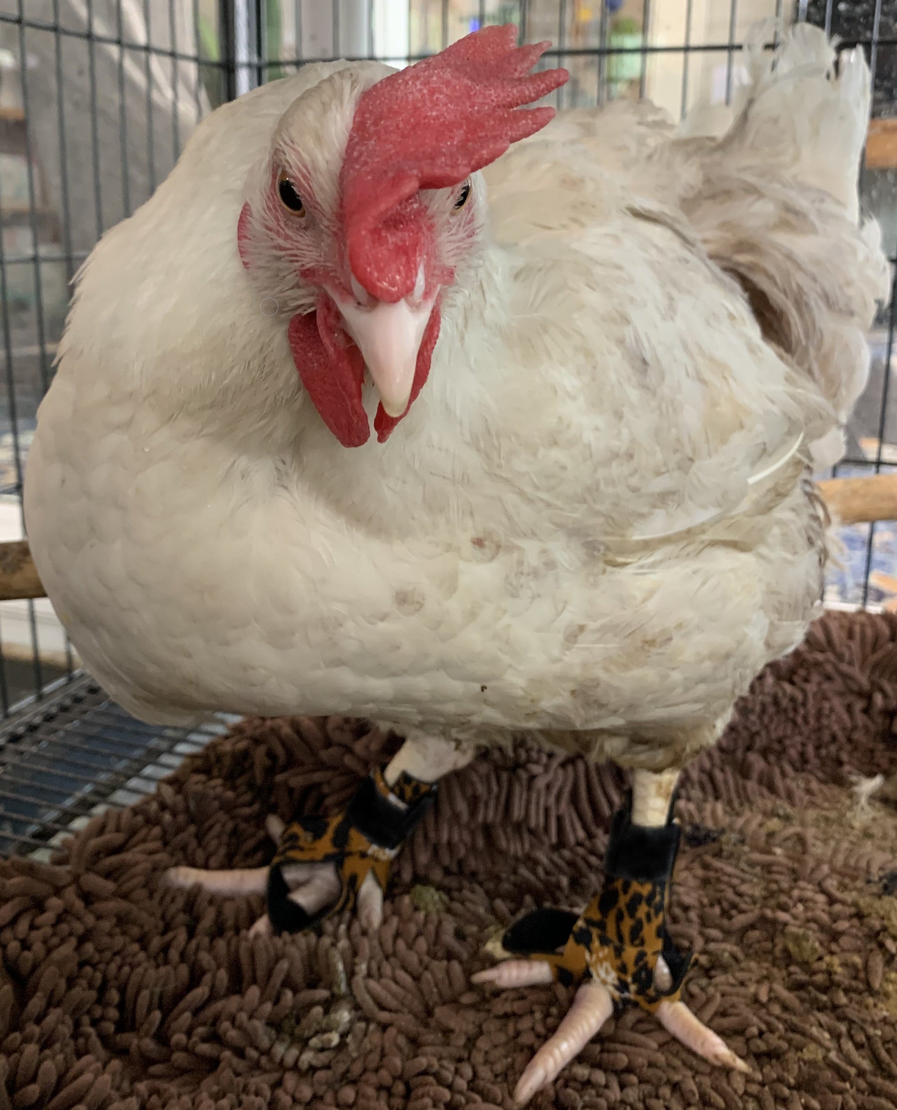 Birdy Bootie Poultry Shoes by Crazy K Farm, product photo 105 of 116