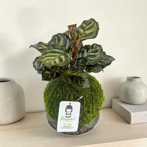 Calathea Makoyana | Moss Ball Kokedama detail view by Kazumi Garden