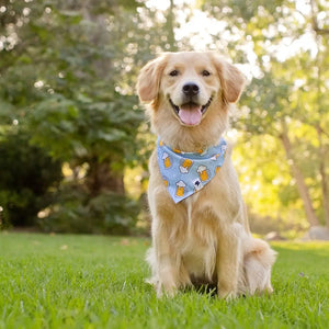 Cheers and Beers Dog Bandana by Dog Bandana Co., pet accessory detail photo 4