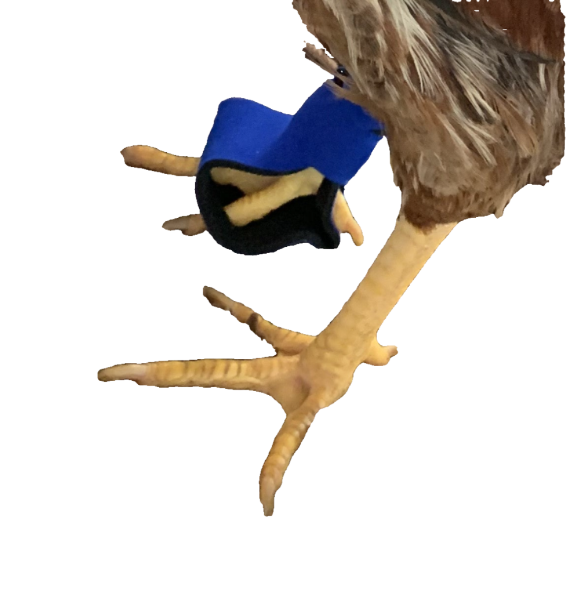 Birdy Bootie Poultry Shoes by Crazy K Farm, product photo 96 of 116