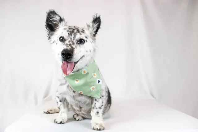 Daisy Dog Bandana by Dog Bandana Co., pet accessory detail photo 4