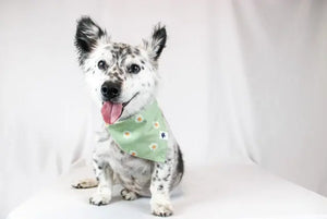 Daisy Dog Bandana by Dog Bandana Co., pet accessory detail photo 4