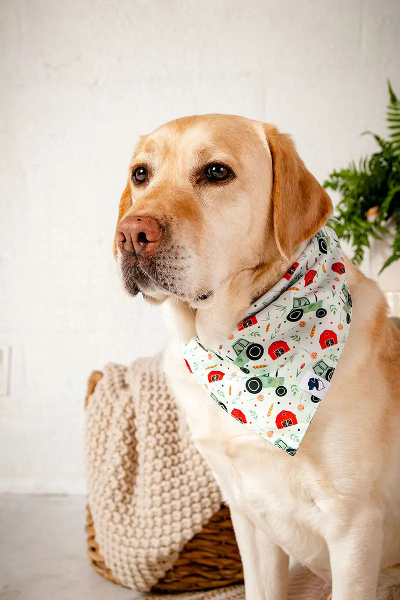 Farmers Market Dog Bandana by Dog Bandana Co., pet accessory detail photo 5