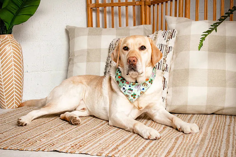 Farmers Market Dog Bandana by Dog Bandana Co., pet accessory detail photo 6