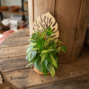 Plant Trellis - Monstera Leaf by Still Magnolia, trellises detail photo 3