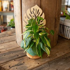 Plant Trellis - Monstera Leaf by Still Magnolia, trellises detail photo 2