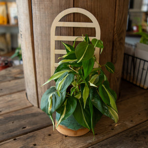 Plant Trellis - Arch by Still Magnolia, trellises main product photo