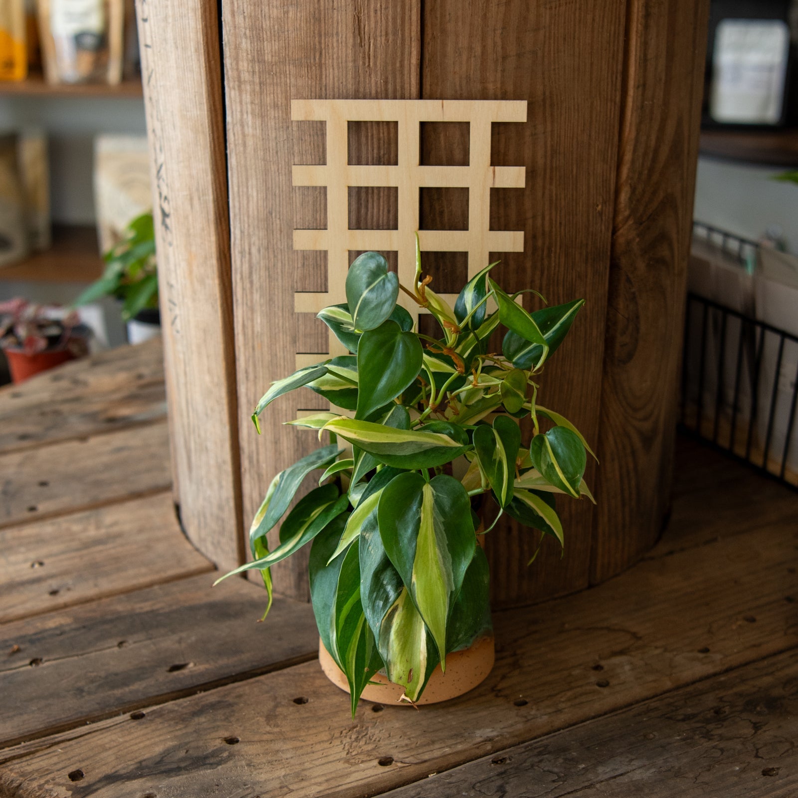 Plant Trellis - Grid by Still Magnolia, trellises main product photo