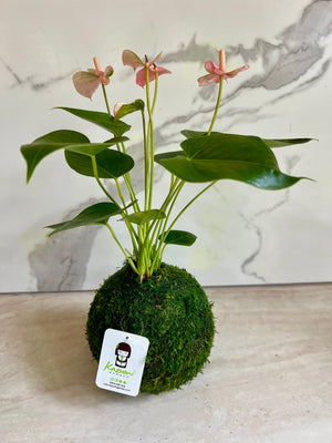 Anthurium | Moss Ball Kokedamas detail view by Kazumi Garden