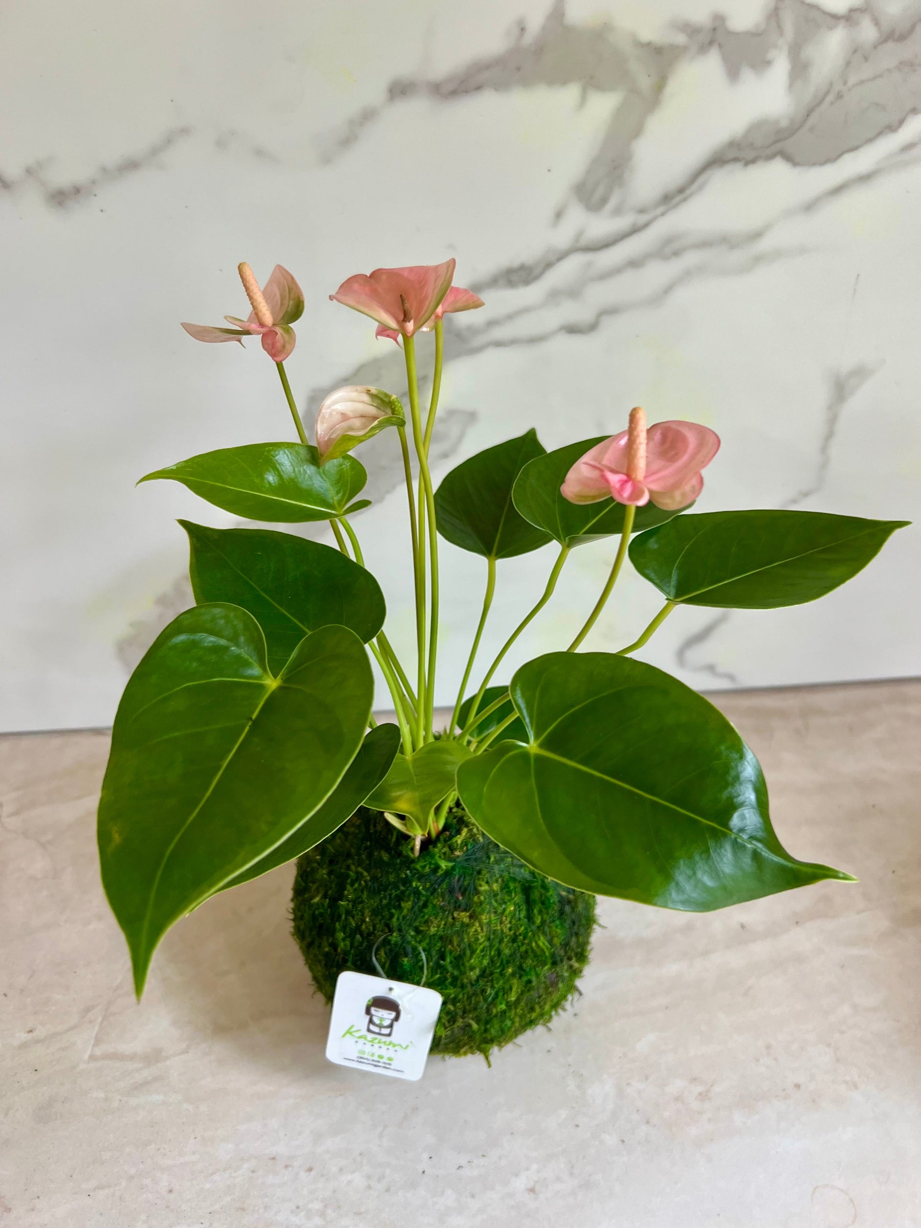 Anthurium | Moss Ball Kokedamas detail view by Kazumi Garden