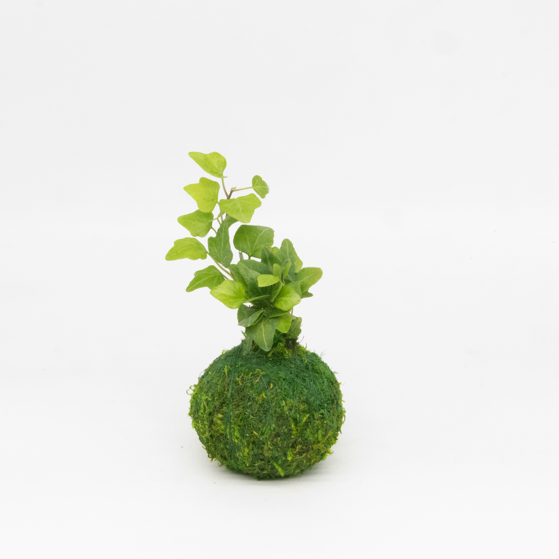Mini Kokedama | Moss Ball Kokedamas detail view by Kazumi Garden
