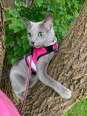Kitty Holster Reflective Cat Harness by Crazy K Farm, product photo 26 of 26