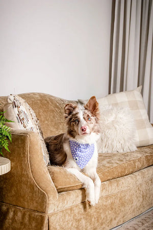 Lavender Dog Bandana by Dog Bandana Co., pet accessory detail photo 6