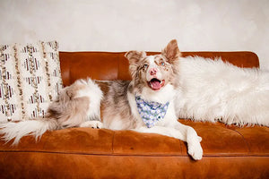 Lavender Dog Bandana by Dog Bandana Co., pet accessory detail photo 7