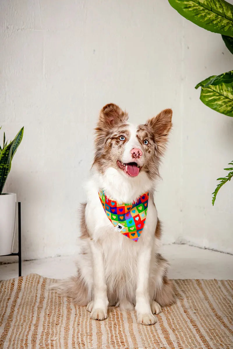 Love Wins Dog Bandana by Dog Bandana Co., pet accessory detail photo 4