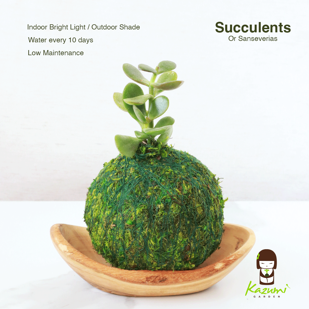 Mini Kokedama | Moss Ball Kokedamas detail view by Kazumi Garden