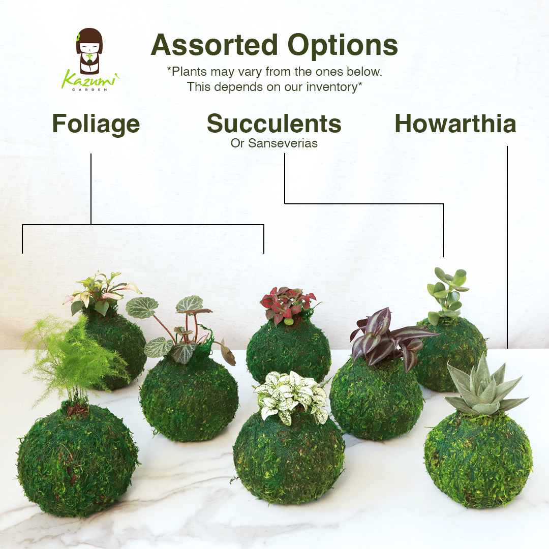 Mini Kokedama | Moss Ball Kokedamas detail view by Kazumi Garden