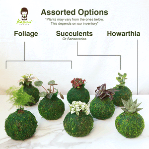 Mini Kokedama | Moss Ball Kokedamas detail view by Kazumi Garden
