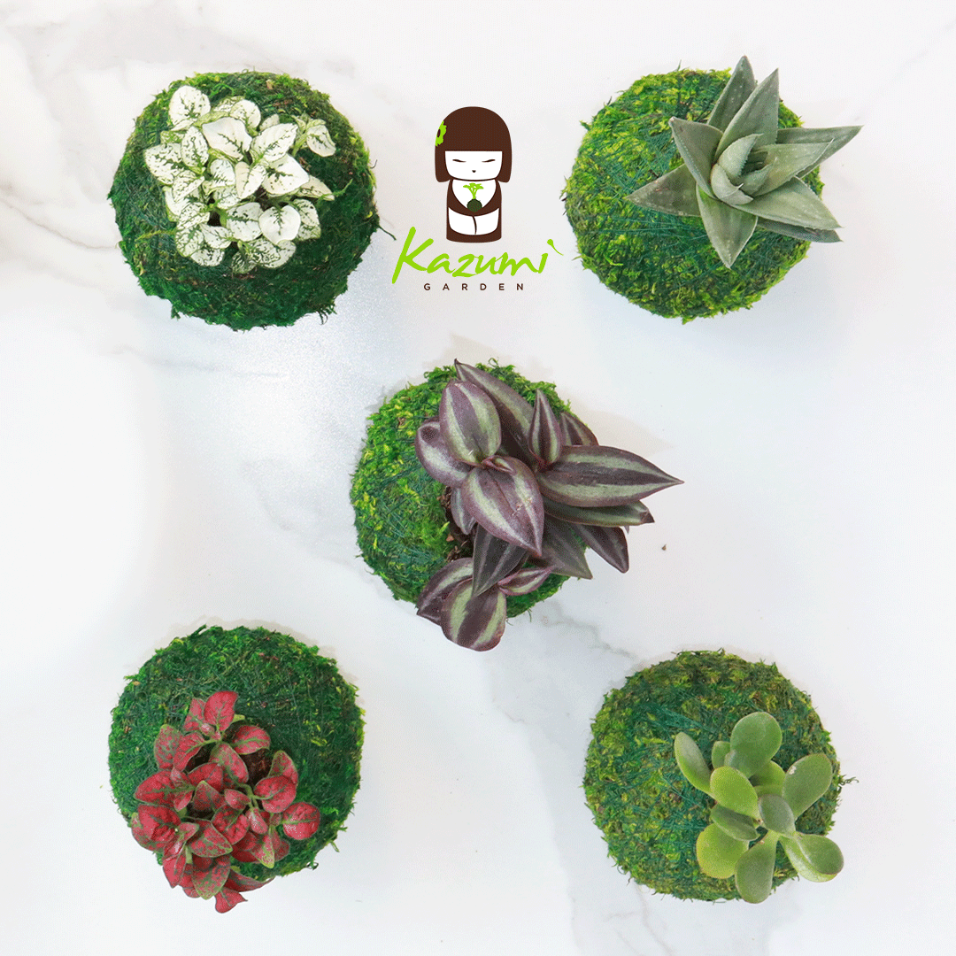 Mini Kokedama | Moss Ball Kokedamas by Kazumi Garden