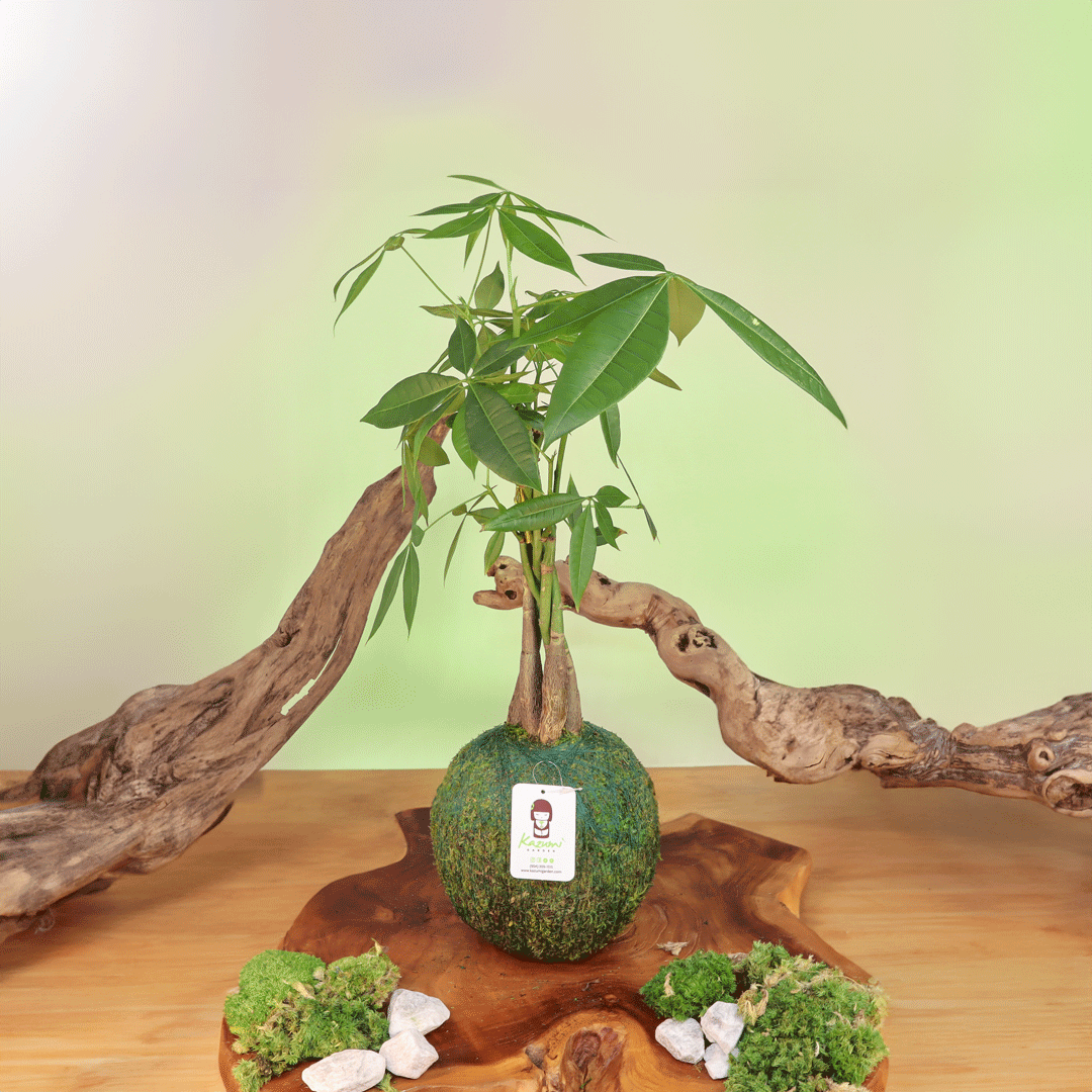 Money Tree | Moss Ball Kokedama detail view by Kazumi Garden