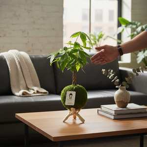 Money Tree | Moss Ball Kokedama by Kazumi Garden