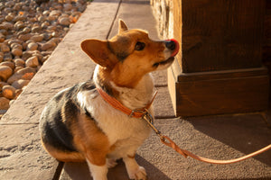 Natural Basket Dog Collar by Texas Saddlery, handmade leather goods detail photo 2