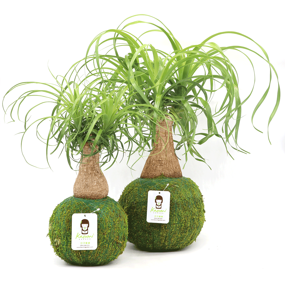 Ponytail Palm | Moss Ball Kokedamas detail view by Kazumi Garden