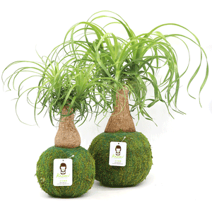 Ponytail Palm | Moss Ball Kokedamas detail view by Kazumi Garden