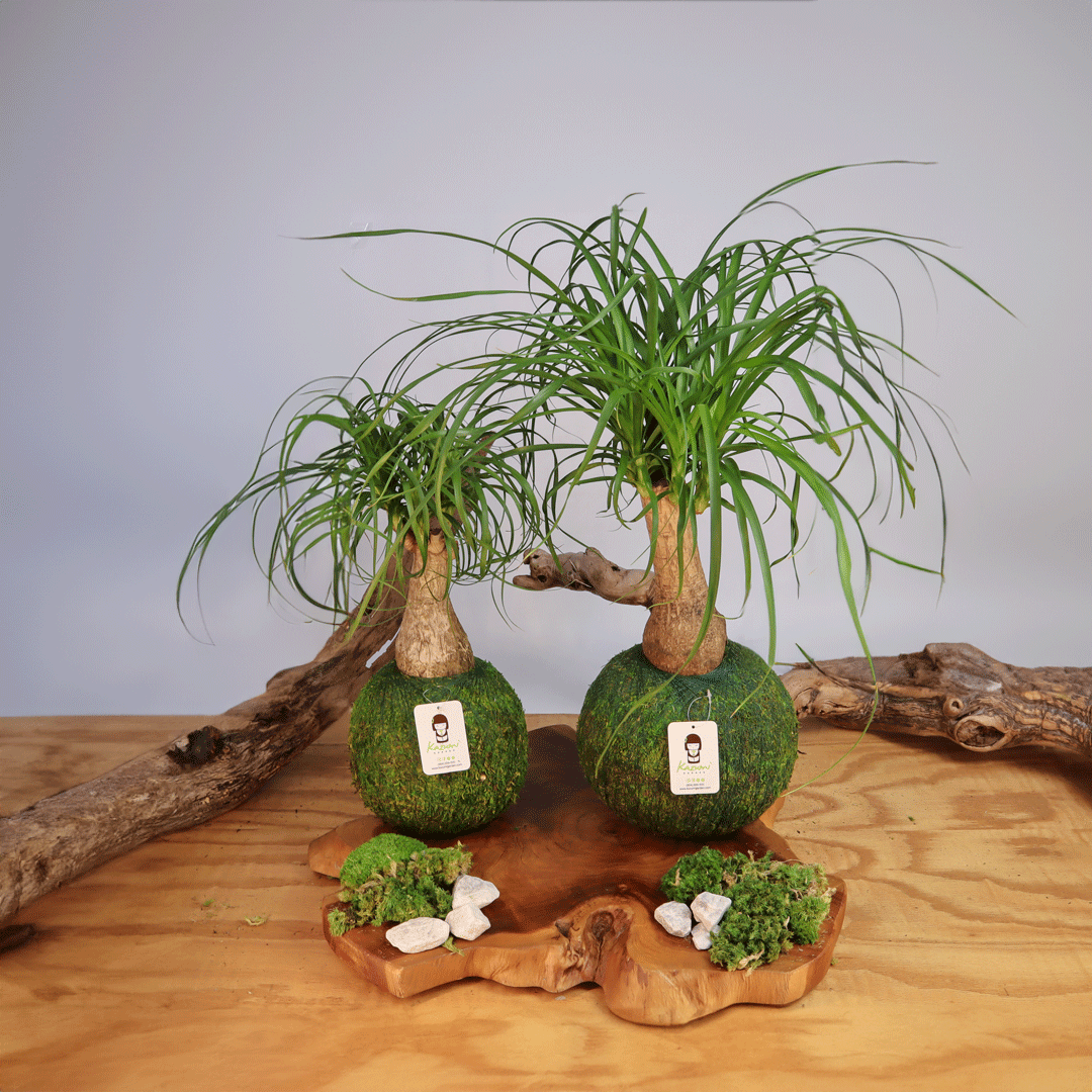 Ponytail Palm | Moss Ball Kokedamas detail view by Kazumi Garden