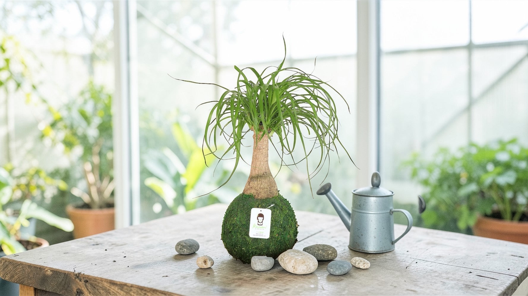 Ponytail Palm | Moss Ball Kokedamas detail view by Kazumi Garden