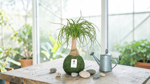 Ponytail Palm | Moss Ball Kokedamas detail view by Kazumi Garden