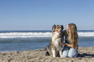 Popsicle Dog Bandana by Dog Bandana Co., pet accessory detail photo 7