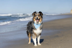 Shores Dog Bandana by Dog Bandana Co., pet accessory detail photo 3