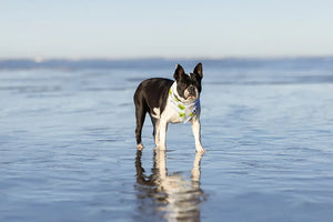 Shores Dog Bandana by Dog Bandana Co., pet accessory detail photo 6