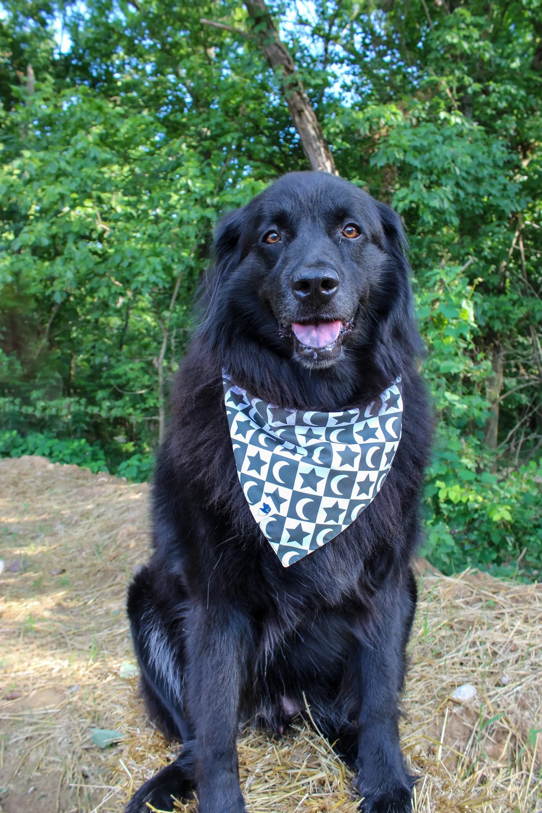 Skeleton Dog Bandana by Dog Bandana Co., pet accessory detail photo 4