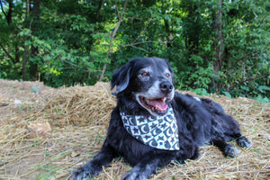 Skeleton Dog Bandana by Dog Bandana Co., pet accessory detail photo 5