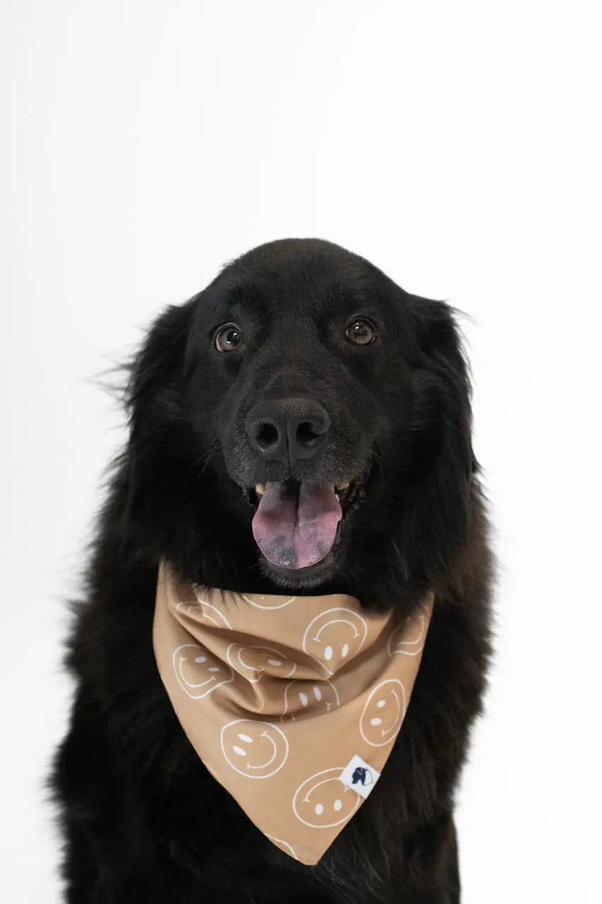 Smiles Dog Bandana by Dog Bandana Co., pet accessory detail photo 3