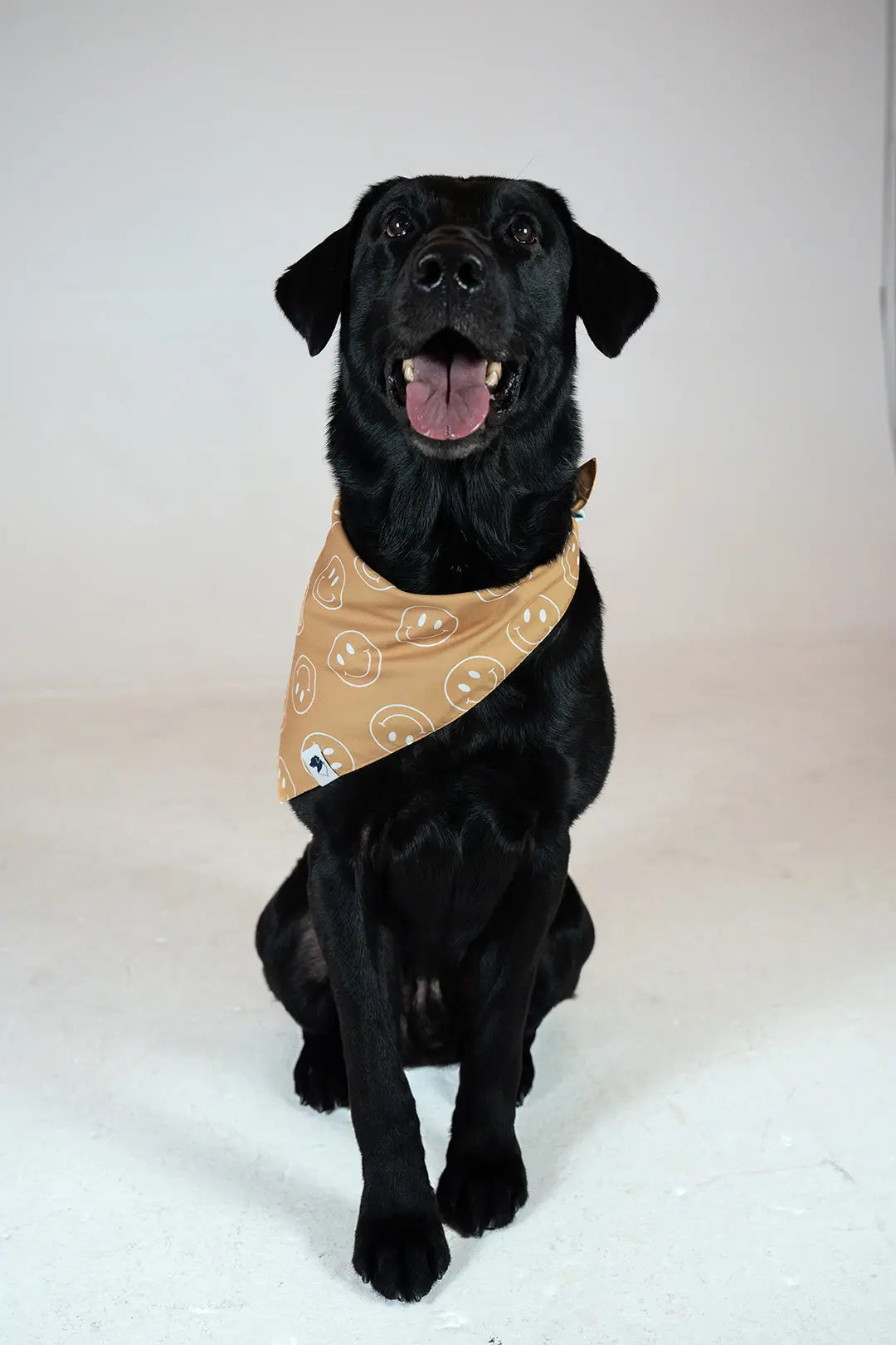 Smiles Dog Bandana by Dog Bandana Co., pet accessory detail photo 4