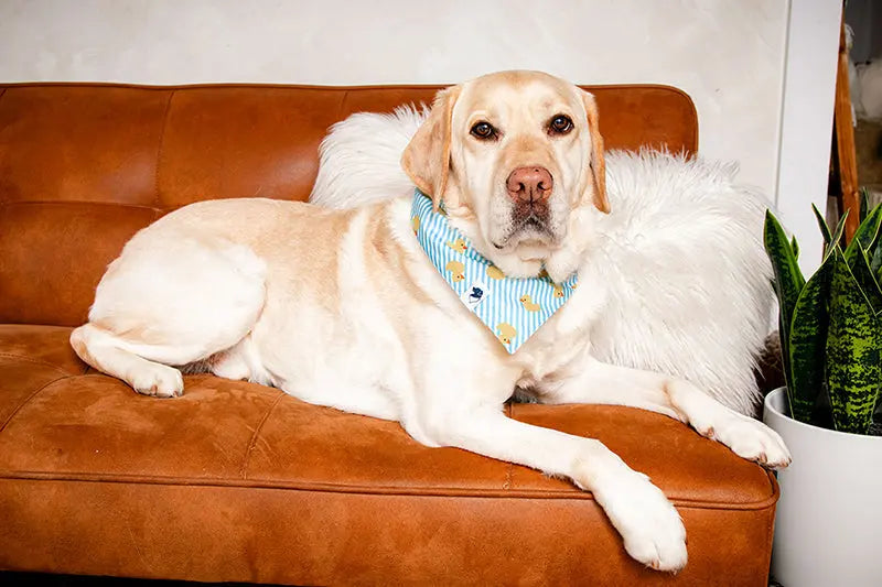 Sunny Side Dog Bandana by Dog Bandana Co., pet accessory detail photo 5